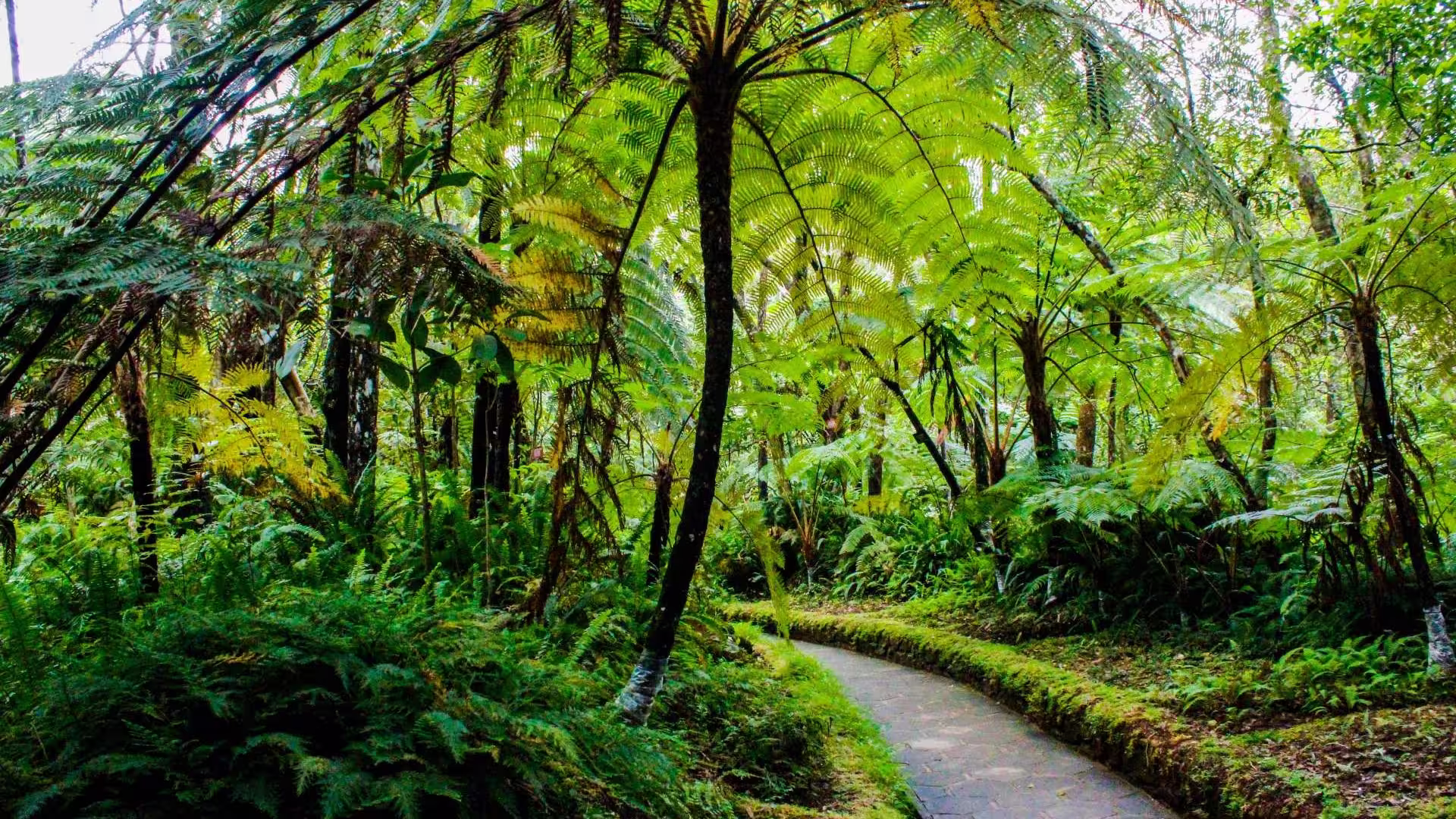 Hakgala Botanical Gardens - 28-Hectare Highland Paradise