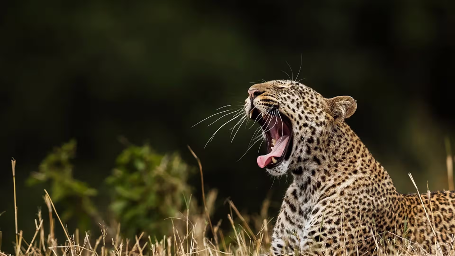 World's Densest Sri Lankan Leopard Population