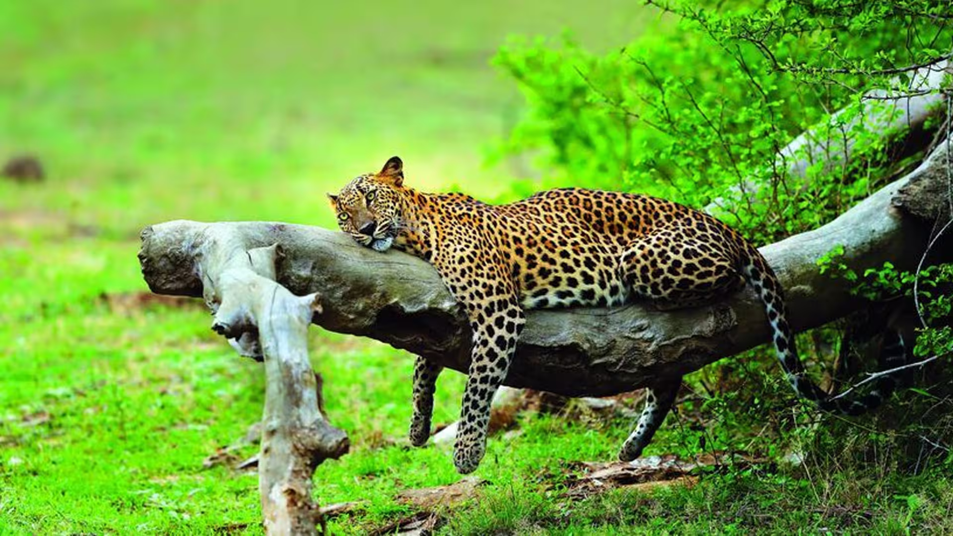 Block I (Palatupana) - Premier Leopard Territory